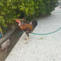 مرغ محلی وخروس لاری|حیوانات مزرعه|کوه چنار, |دیوار