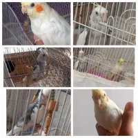 عروس هلندی