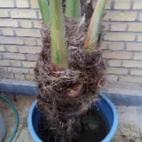 فروش انواع نخل از یک متر تا پنج متر..|خدمات باغبانی و درختکاری|یزد, |دیوار