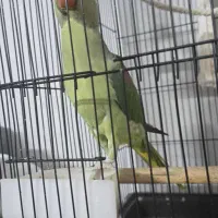 طوطی خورشیدی شاهطوطی