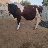 نوبر سیمینتال ۸ ماه آبسن