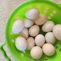 فروش تخم  بوقلمون