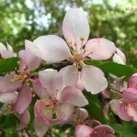 ارسال درختچه های سالم|گل و گیاه طبیعی|اردستان, |دیوار