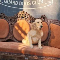 گلدن نر ۴ ماهه رنگ تیره آموزش دیده کاملا خونگی