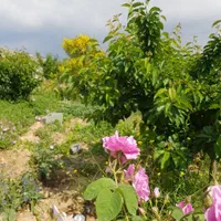 فروش باغ ۹۶۰ متری کوهسار آردهه