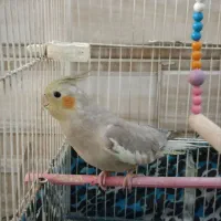 عروس ماده آهویی