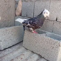کبوتر