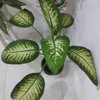 گل آپارتمانی دیفن