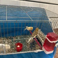 قناری ماده|پرنده|برخوار, |دیوار