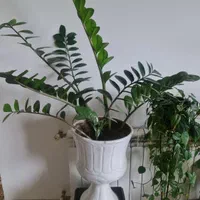 گل طبیعی
