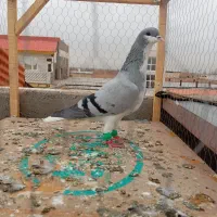 کبوتر رنگی|پرنده|اسفرورین, |دیوار