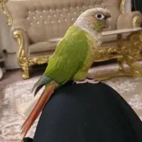 طوطی گرینچیک با عروس هلندی|پرنده|قزوین, |دیوار