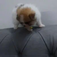 پامر خرسی عروسکی