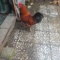 خروس ومرغ|حیوانات مزرعه|سیاهکل, |دیوار