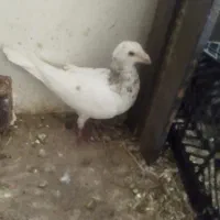 ۴کفتر ارزون