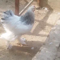 فروش تخم برهما لایت|حیوانات مزرعه|یزد, |دیوار