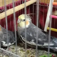 عروس پاریس ..