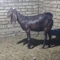 بز پاکستانی اصل