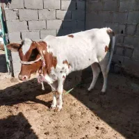 گاو خارجی حامله با گوساله نر آلمانی