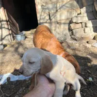 واگذاری توله شکاری|سگ|صادق آباد, |دیوار