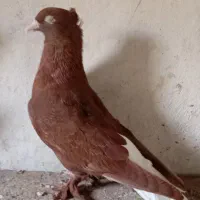 رنگی و المانی