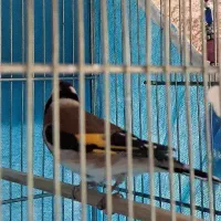 سهره گل قفل گاوی سوپر سایز کشیده