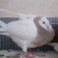 کفتر|پرنده|ساوه, |دیوار