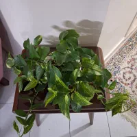 پتوس عالی
