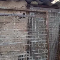 دوعددرکنجه باخانه تورکامل اهنی درحدنو