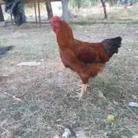 خروس جوان
