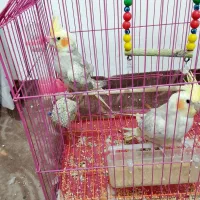 فروش عروس هلندی|پرنده|آستارا, |دیوار