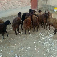 بره ماده قزل افشار