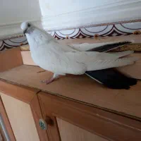 کبوتر کله ای وتکدوم|پرنده|لالجین, |دیوار