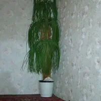 گل طبیعی و مصنوعی