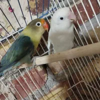 2 جفت کوتوله معاوضه با عروس هلندی نر