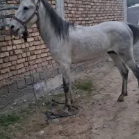 فروش
