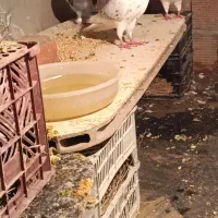 کبوتر|پرنده|مریوان, |دیوار