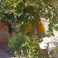 سلام-ملک-قدیمی-با-متراژ-170متری