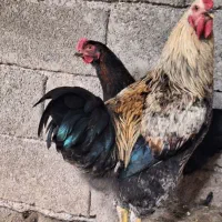 ۵عدد خروس سنگین وزن دارخوین