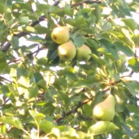 باغ|فروش زمین و ملک کلنگی|انزل, |دیوار