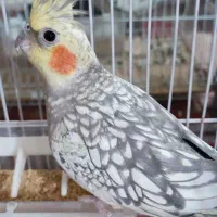 عروس مرواریدی نر