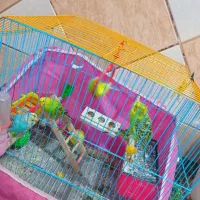 فروش مرغ عشق|پرنده|شادگان, |دیوار