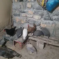 مرغ چینی
