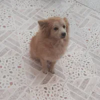 اشپیتز|سگ|ابریشم, |دیوار