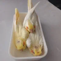 جوجه عروس سرلاکی