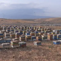 عسل طبیعی و تغذیه ژل رویال گرده گل، کره محلی|خوردنی و آشامیدنی|اردبیل, |دیوار