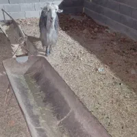 بز شهرکردی|حیوانات مزرعه|اصفهان, براآن شمالی|دیوار