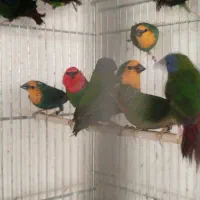 فنج طوطی وار|پرنده|اصفهان, ارغوانیه|دیوار