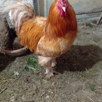 سلام شهرستان اشنویه شهر نالوس