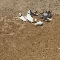 کبوتر طوقی
